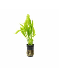 Echinodorus amazonicus – Origine France