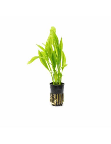 Echinodorus amazonicus – Origine France