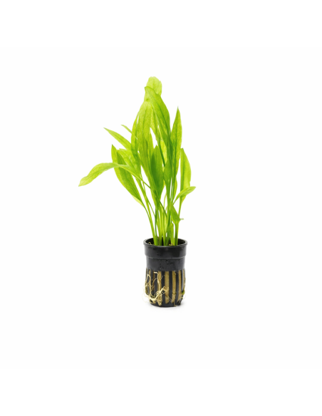 Echinodorus amazonicus – Origine France