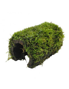 TUNNEL BOIS Mousse de Java (Taxiphyllum barbieri)