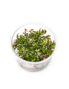 Rotala rotundifolia Invitro – Origine France