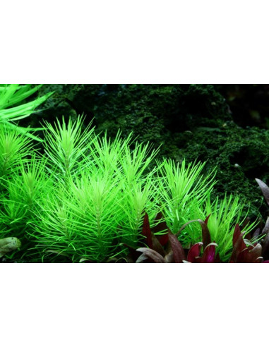 Pogostemon deccanensis - Origne France