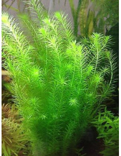 Mayaca fluviatilis  – Origine France 2