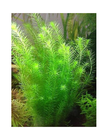 Mayaca fluviatilis  – Origine France