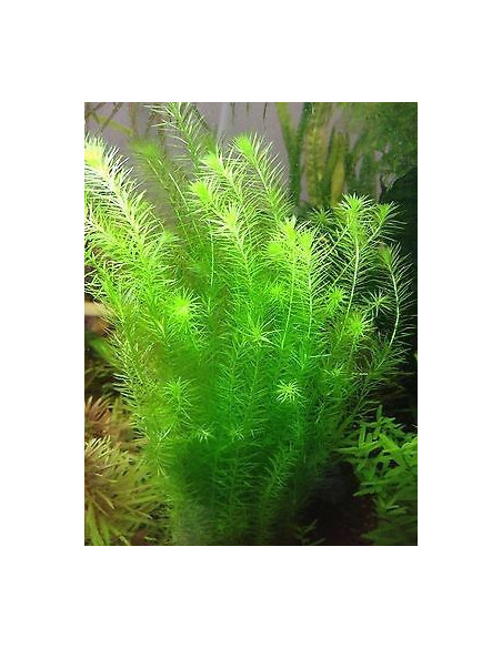 Mayaca fluviatilis  – Origine France