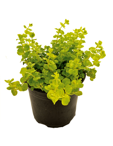 Lysimachia nummularia ‘Aurea’  – Origine France