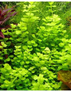 Lysimachia nummularia ‘Aurea’  – Origine France 2