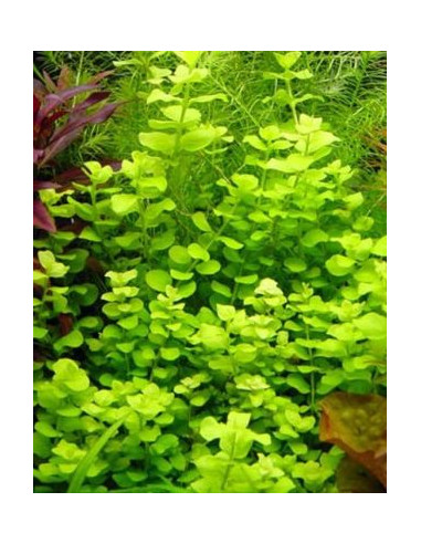 Lysimachia nummularia ‘Aurea’  – Origine France