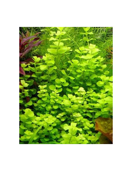 Lysimachia nummularia ‘Aurea’  – Origine France