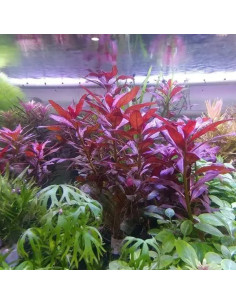 Ludwigia glandulosa – Origine France 2