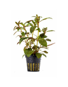 Ludwigia glandulosa – Origine France