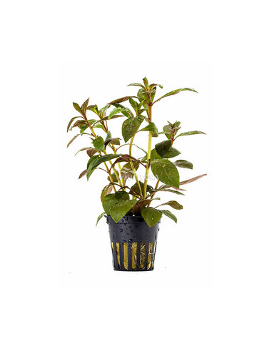 Ludwigia glandulosa – Origine France