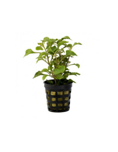 Alternanthera Bettzickiana vert – Origine France