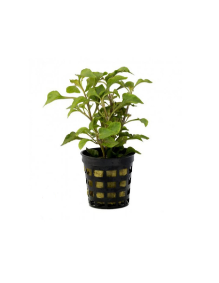 Alternanthera Bettzickiana vert – Origine France