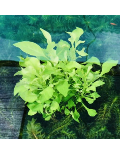 Alternanthera Bettzickiana vert – Origine France 2