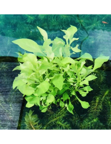 Alternanthera Bettzickiana vert – Origine France