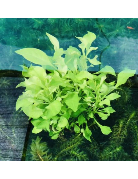 Alternanthera Bettzickiana vert – Origine France