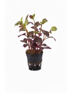 Alternanthera Bettzickiana rouge – Origine France
