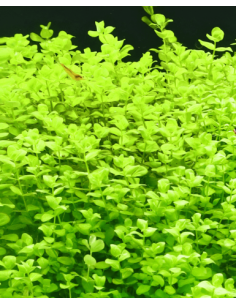 Lysimachia nummularia – Origine France 2