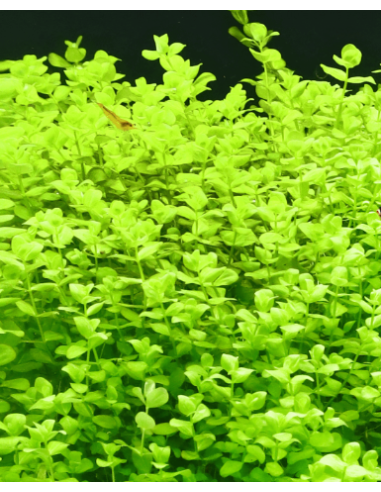 Lysimachia nummularia – Origine France