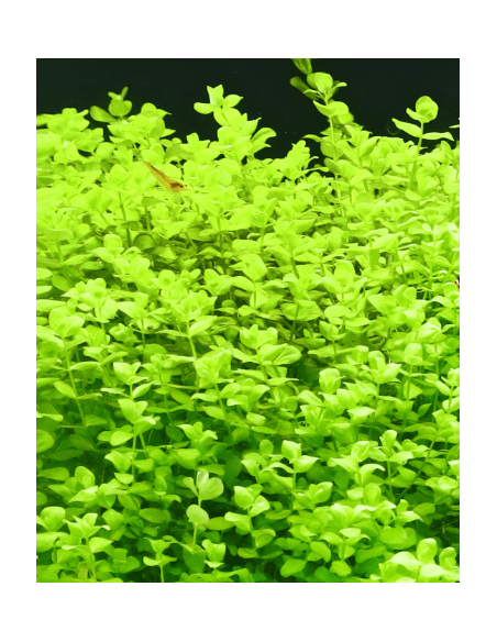 Lysimachia nummularia – Origine France