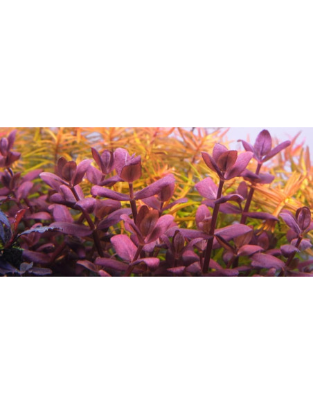 Bacopa salzmannii 'Purple' - Origne France