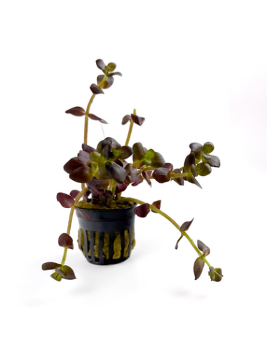 Bacopa salzmannii 'Purple' - Origne France