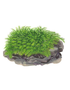 Fissidens fontanus en portion