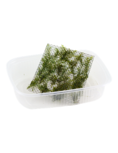 Fissidens fontanus en portion 2