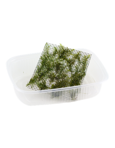 Fissidens fontanus en portion