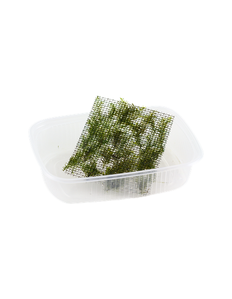 Fissidens fontanus en portion