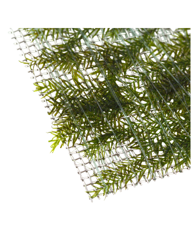 Fissidens fontanus en portion