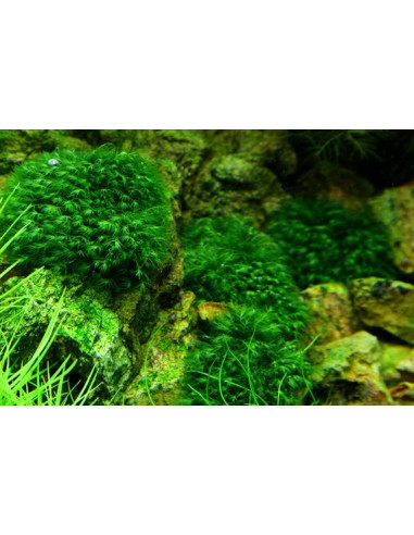 Fissidens fontanus en portion