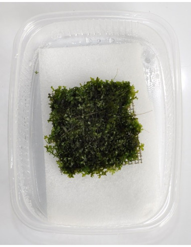 Riccardia chamedryfolia En Portion