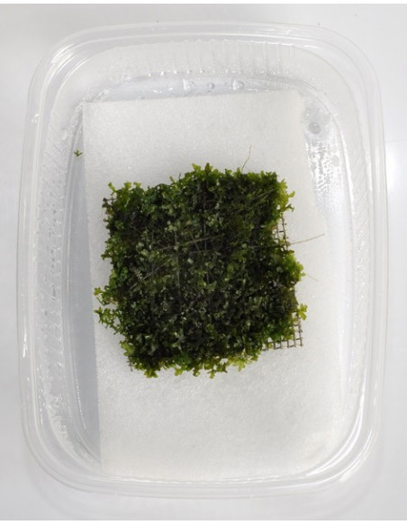 Riccardia chamedryfolia En Portion