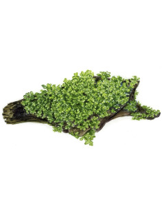 Riccardia chamedryfolia En...
