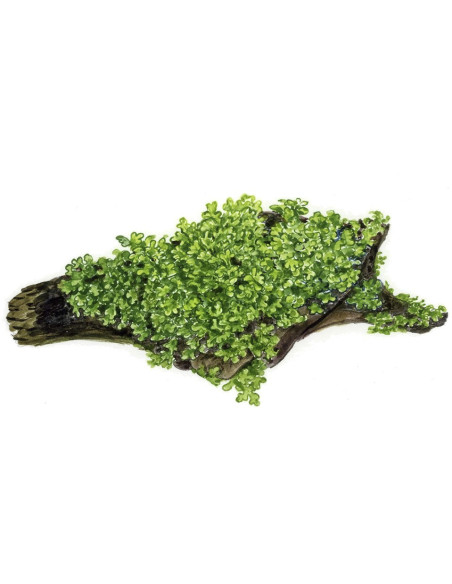 Riccardia chamedryfolia En Portion