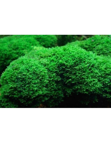 Riccardia chamedryfolia En Portion