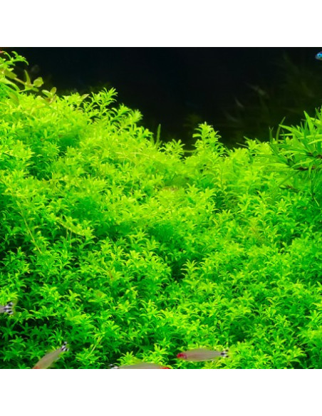 Hemianthus micranthemoides - Invitro