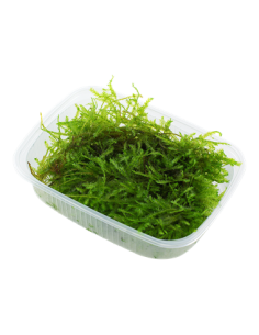 Vesicularia montagnei 'Christmas Moss' en portion