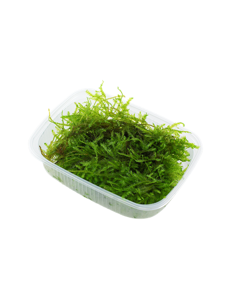Vesicularia montagnei 'Christmas Moss' en portion