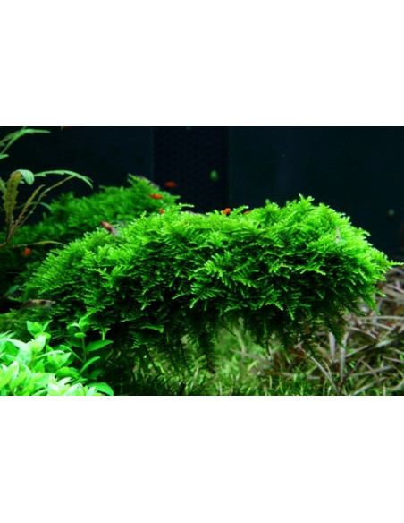 Vesicularia montagnei 'Christmas Moss' en portion