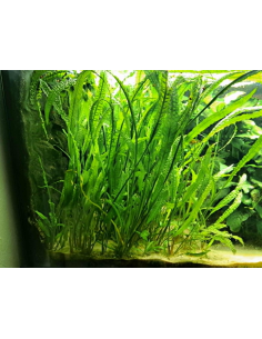 AQL - Cryptocoryne aponogetifolia - 90-100cm 2