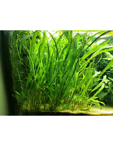 AQL - Cryptocoryne aponogetifolia - 90-100cm