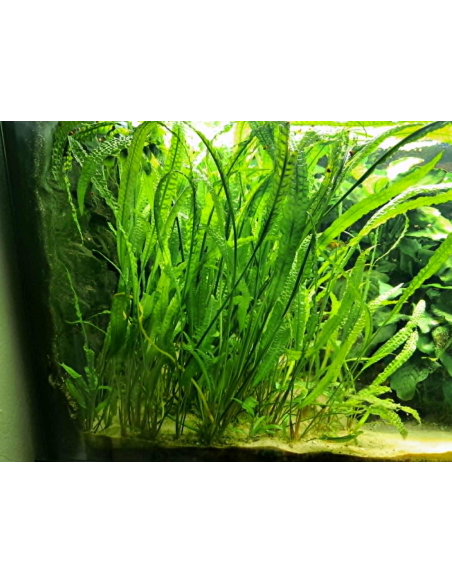 AQL - Cryptocoryne aponogetifolia - 90-100cm