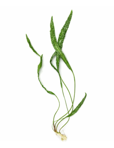 AQL - RARE Cryptocoryne aponogetifolia - 30-50cm