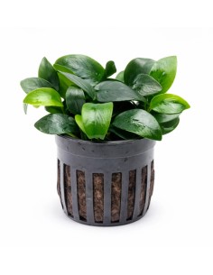 Anubias Nana Bonsai – Origine France