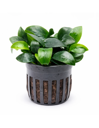 Anubias Nana Bonsai – Origine France