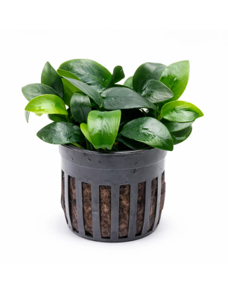 Anubias Nana Bonsai – Origine France