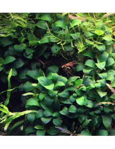 Anubias Nana Bonsai – Origine France 2